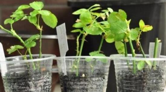 月季什么時候扦插最好，月季花的扦插方法