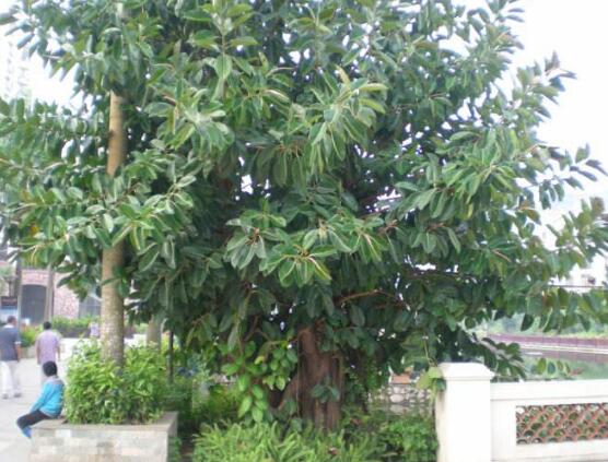 橡皮樹幾月份砍頭好，6-7月是最佳砍頭時間