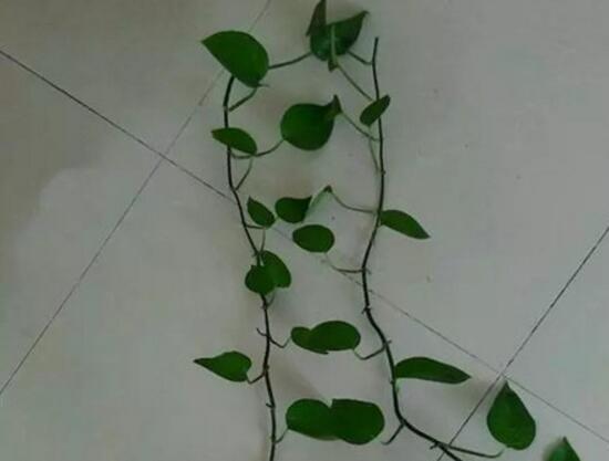 綠蘿扦插快速生根方法，綠蘿的扦插方法圖解