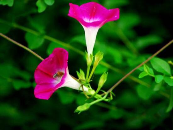 牽牛花的種植方法，教你簡(jiǎn)單易學(xué)的四種基本步驟