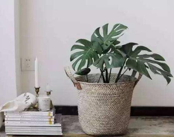 仙洞龜背竹有毒嗎，毒性不強(qiáng)/避免接觸誤食即可