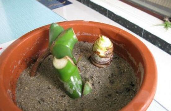 龜背竹的扦插方法，以10厘米枝條為主/注意保留氣生根