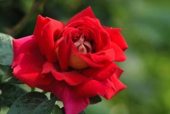 月季花怎么養(yǎng)，月季花的養(yǎng)殖方法