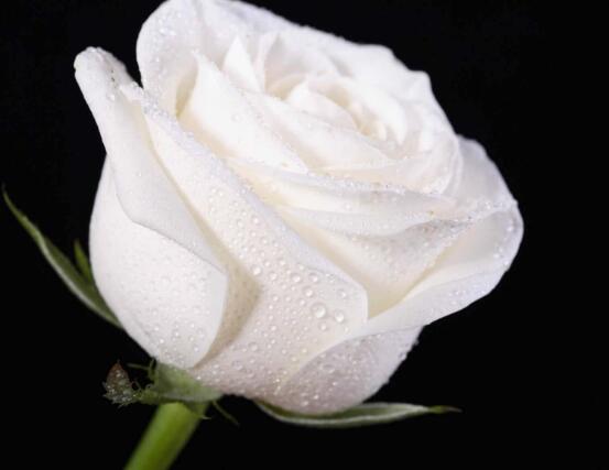 玫瑰花品種大全，細(xì)數(shù)玫瑰花八大品種