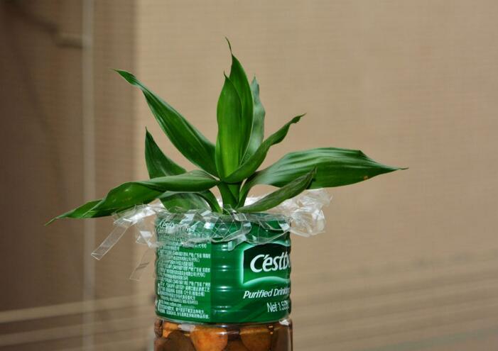 富貴竹的水肥管理，土培和水培的管理都不一樣