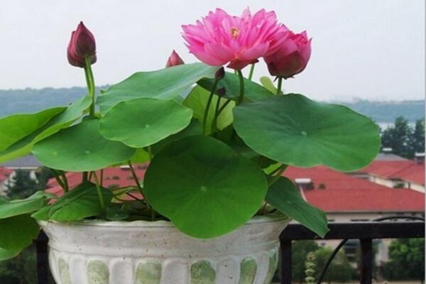 荷花冬季養(yǎng)殖方法，做好以下要點植株即可順利越冬