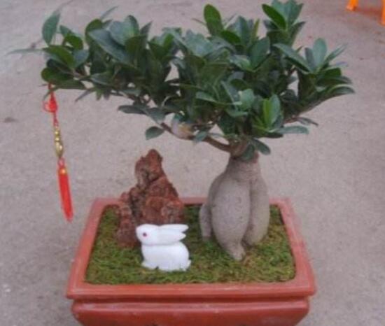 小榕樹盆景怎么養(yǎng)，盆景小榕樹養(yǎng)殖方法