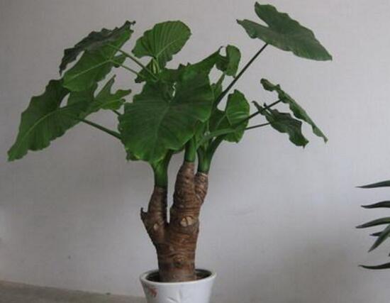 滴水觀音怎么繁殖，滴水觀音扦插繁殖圖解