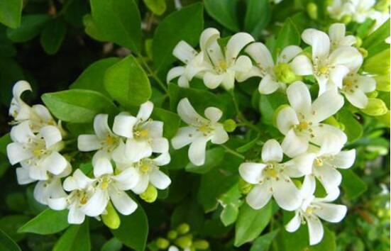 七里香和九里香的區(qū)別，教你三種區(qū)別方法(形態(tài)/生長(zhǎng)/作用)