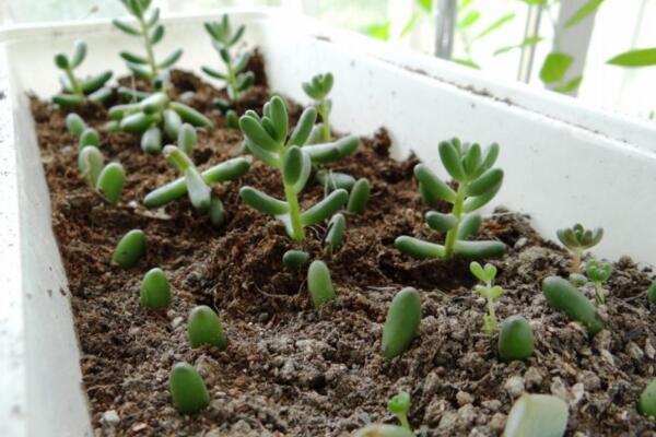 雅樂之舞扦插季節(jié)，春秋兩季繁殖成活率最高