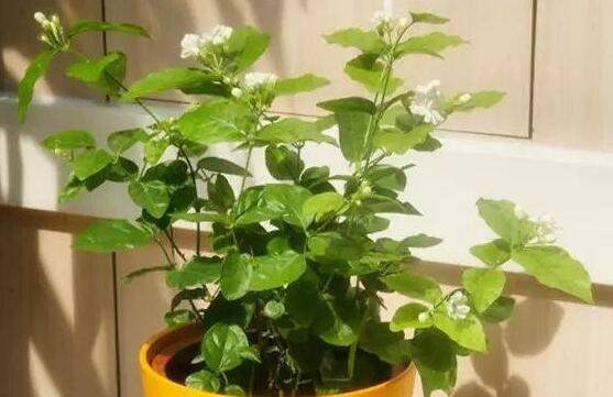 茉莉花常見的病蟲害及其防治方法，老農(nóng)總結(jié)最常見四種病蟲害