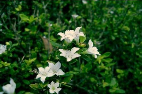 六月雪怎么修剪圖解，六月雪修剪方法