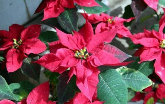 一品紅什么時(shí)候開花，一品紅在每年12月至翌年2月開花