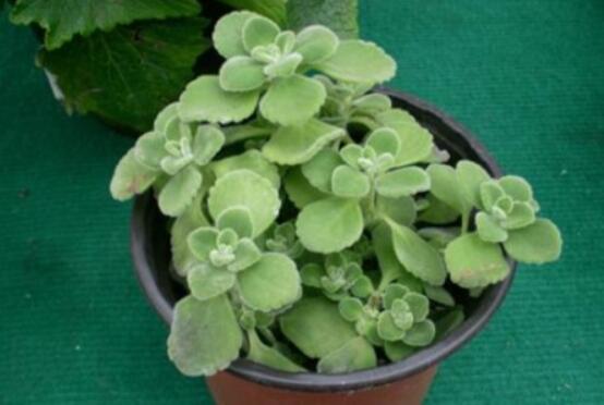 驅(qū)蚊草碰碰香有毒嗎，無毒/凈化空氣、醒腦提神