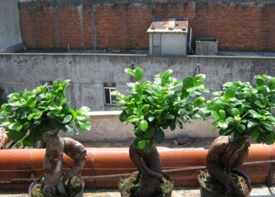 盆景榕樹有毒嗎，盆景榕樹可以放在室內嗎