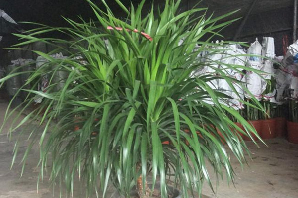 龍血樹葉子下垂怎么辦，可補(bǔ)充光照或控制澆水