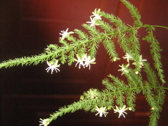 文竹會開花嗎，文竹開花有什么兆頭/很難開花