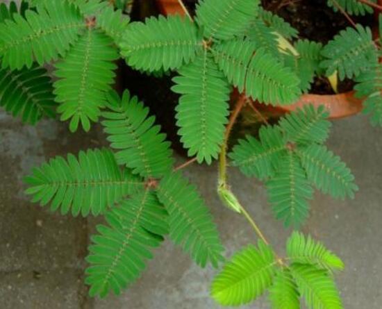 含羞草為什么會害羞，含羞草會含羞至死么/自我保護并不會