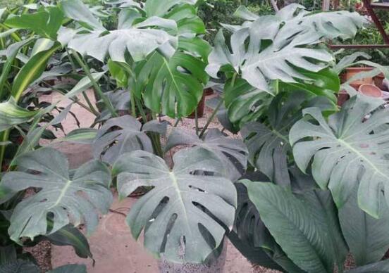 龜背竹有毒嗎，龜背竹可以放入室內(nèi)養(yǎng)嗎