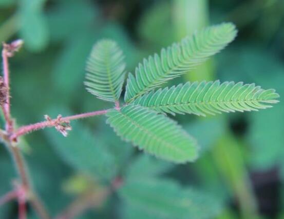 常碰含羞草有毒嗎，導致頭發(fā)眉毛發(fā)黃脫落(最好避免)