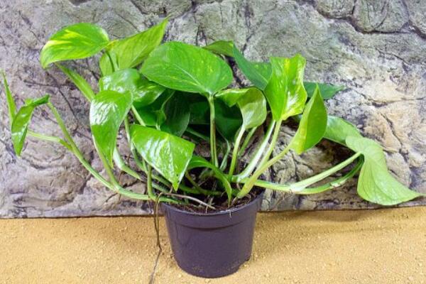 綠蘿凍傷了怎么辦，立即做好保溫措施