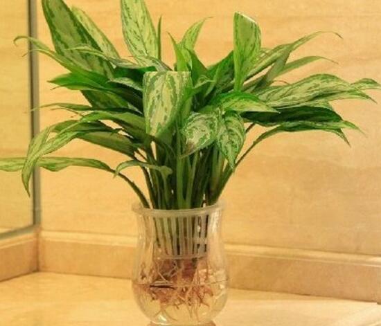 萬年青可以水培嗎，萬年青水培方法