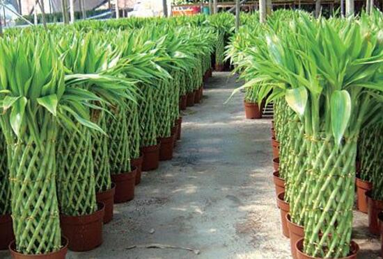 富貴竹花語是什么，富貴竹養(yǎng)幾根才最好