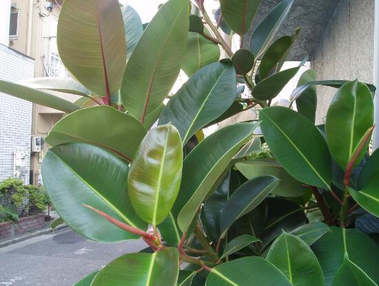 橡皮樹(shù)有幾個(gè)品種，橡皮樹(shù)品種圖片大全