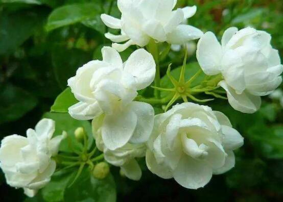 茉莉花什么時(shí)候修剪整枝最好，春秋生長(zhǎng)期、春季前休眠期修剪最好