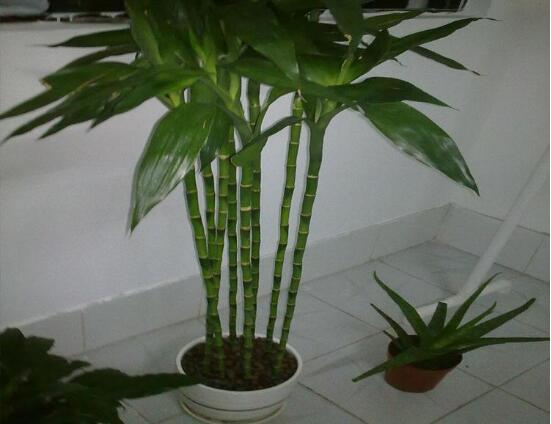 富貴竹葉子黃了怎么辦，四種原因及解決辦法