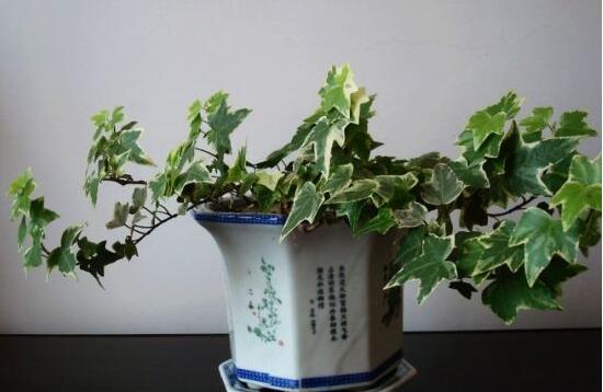 常春藤怎么扦插，做好六大要點存活率百分百