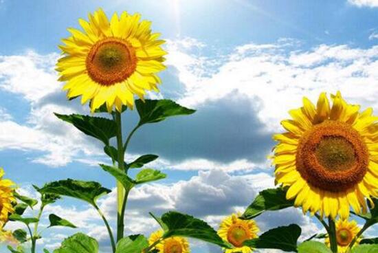 向日葵的藥用價(jià)值，向日葵的功效與作用