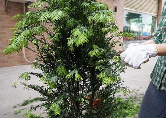 紅豆杉怎么修剪，紅豆杉修剪方法