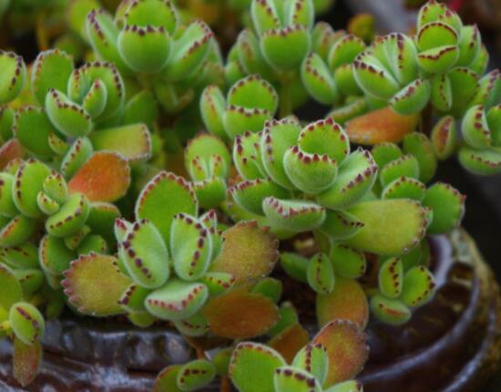 熊童子開花要施肥嗎，施以磷鉀肥為主/35度以上停止施肥