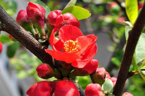 海棠花風(fēng)水寓意，寓意吉祥富貴