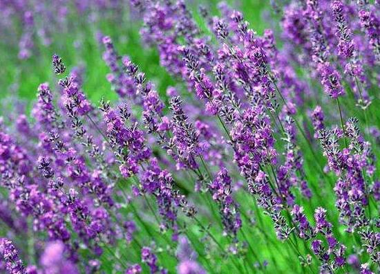 薰衣草有毒嗎，薰衣草可以放在臥室嗎/無毒放心養(yǎng)殖
