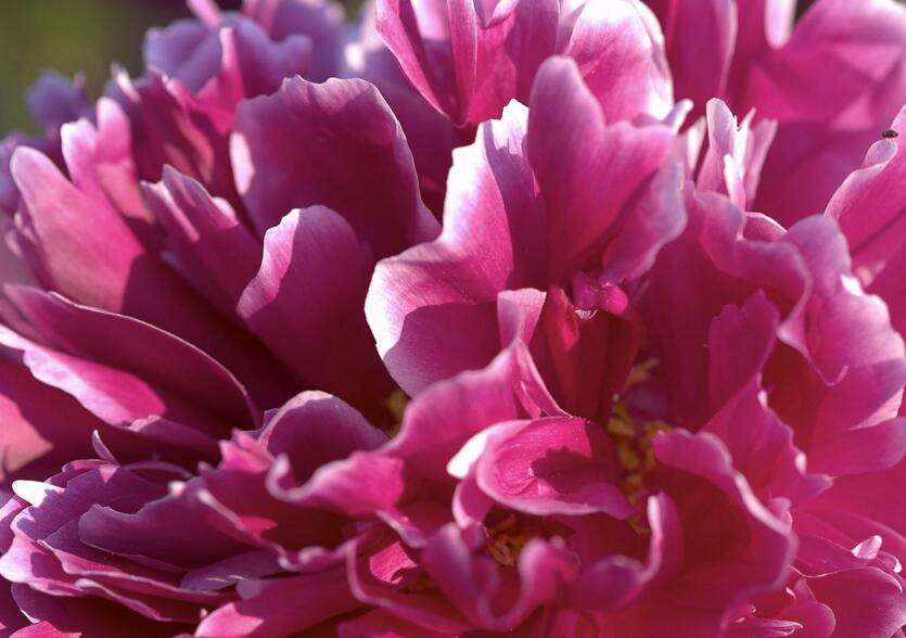 牡丹花語大全，各種顏色牡丹花語大全介紹