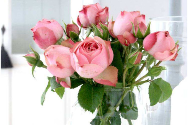 玫瑰怎么插花瓶，選用寬口徑花瓶作為插花基質(zhì)