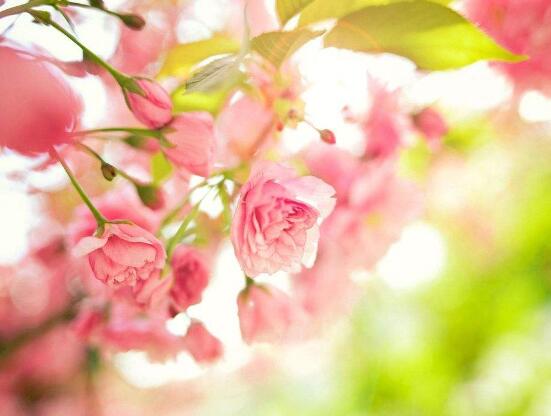 海棠花怎么澆水，海棠花澆水方法