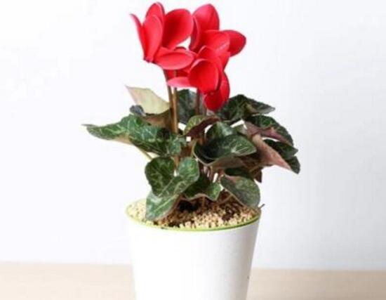 仙客來(lái)盆栽注意什么，盆栽仙客來(lái)養(yǎng)護(hù)方法
