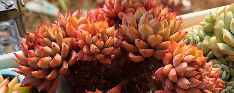 朱砂痣多肉怎么養(yǎng)