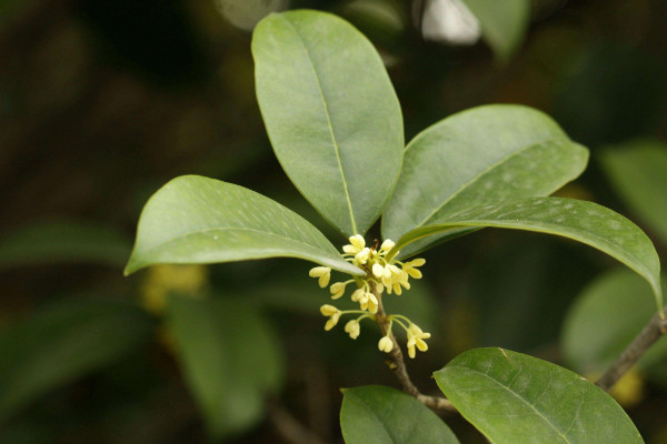 桂花掉葉子是怎么回事，澆水/施肥/溫度/通風(fēng)不暢導(dǎo)致