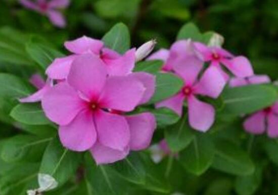 常春藤花語是什么，象征著忠誠與友誼