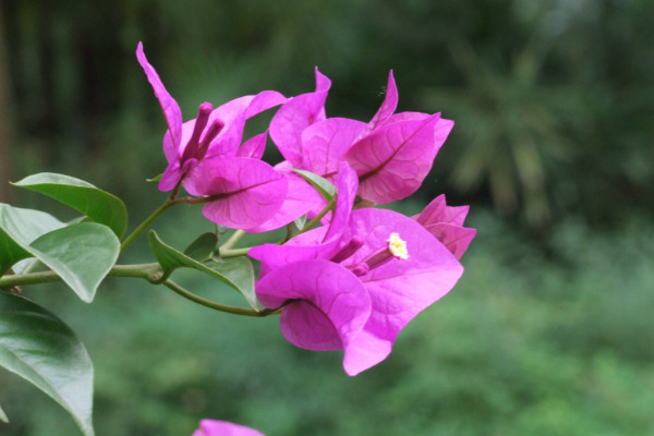 三角梅不開花是什么原因，光照不足施肥不當