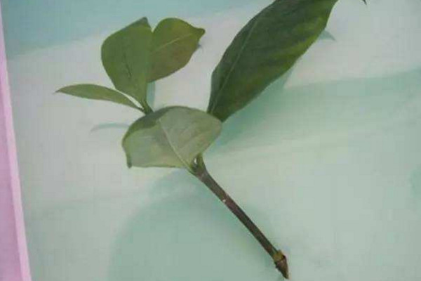 梔子花水培扦插繁殖技術(shù)，建議在植株的生長季節(jié)進(jìn)行