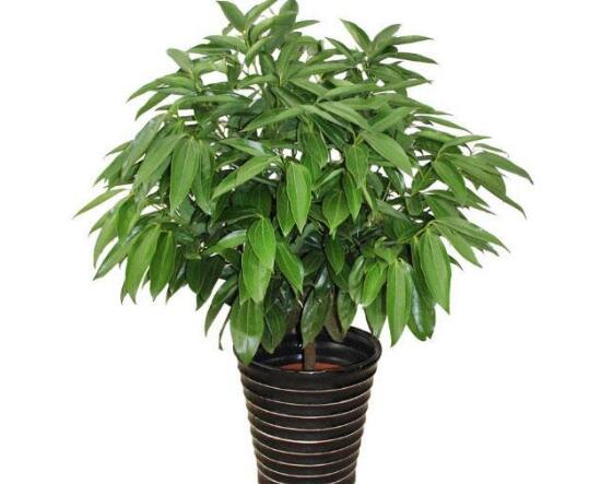 平安樹可以澆啤酒嗎，平安樹多久澆一次水好