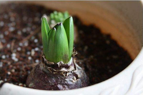 風(fēng)信子土培的養(yǎng)殖方法，可以按照5步來進(jìn)行