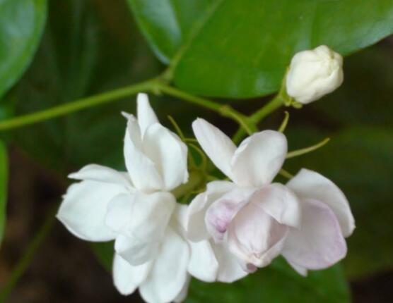 茉莉花的養(yǎng)殖方法和注意事項(xiàng)，老農(nóng)總結(jié)最實(shí)用八大養(yǎng)殖方法