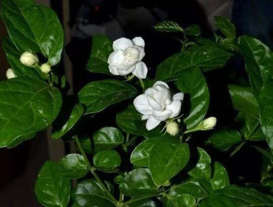 茉莉花的養(yǎng)殖方法，老總總結(jié)七大基本養(yǎng)殖方法