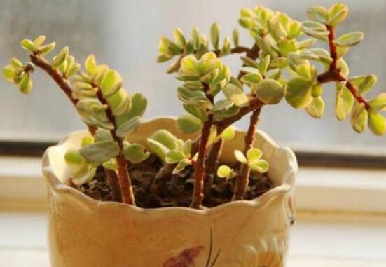 雅樂之舞葉片發(fā)皺是怎么回事，主要有三種原因造成(光照/溫度/澆水)